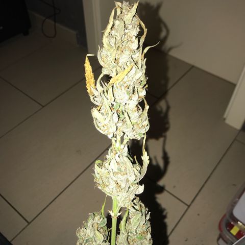 Purple Haze #1 growlog timeline photo
