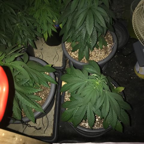 Special Queen #1 growlog timeline photo