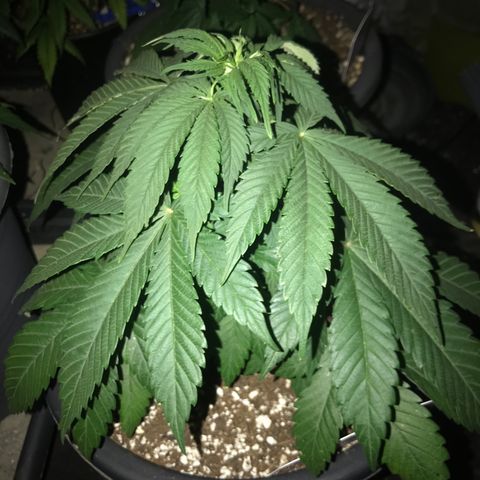 Special Queen #1 growlog timeline photo