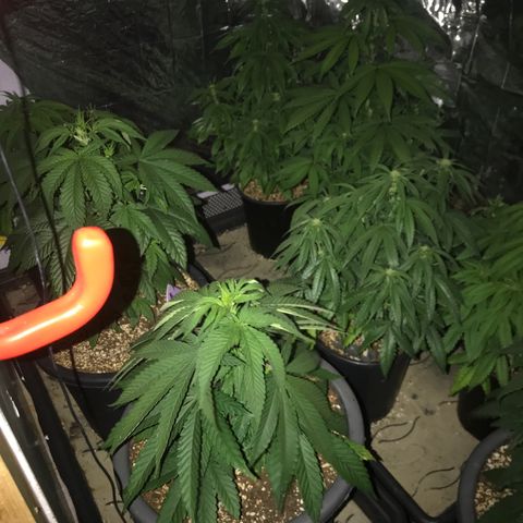 Special Queen #1 growlog timeline photo