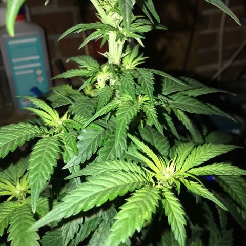 Special Queen #1 growlog timeline photo