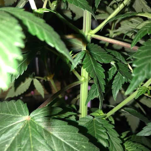 Special Queen #1 growlog timeline photo
