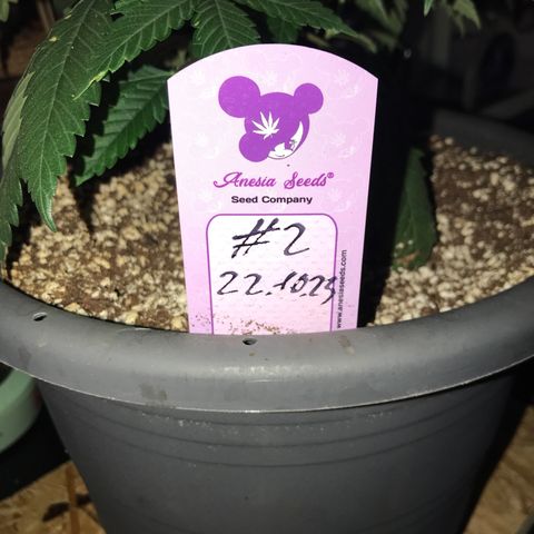 Special Queen #1 growlog timeline photo