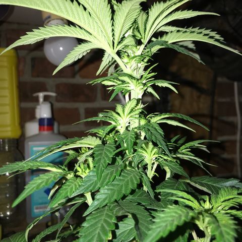 Special Queen #1 growlog timeline photo
