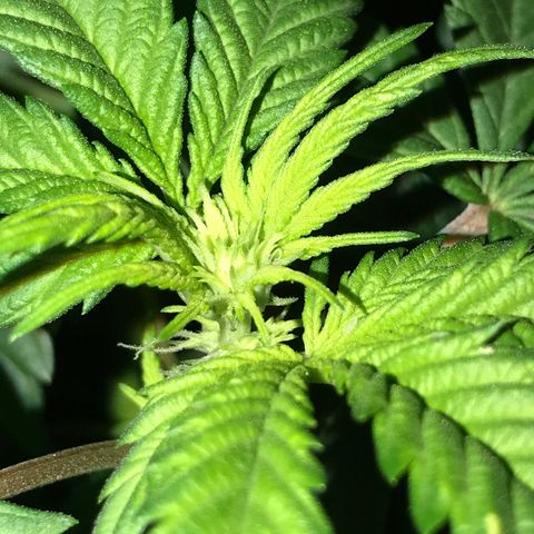 Special Queen #1 growlog timeline photo