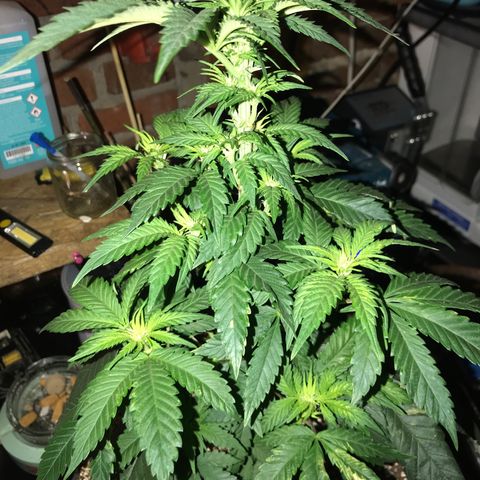 Special Queen #1 growlog timeline photo