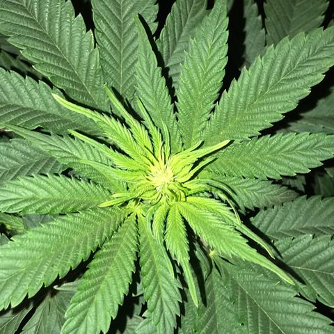 White Runtz  #4 growlog timeline photo