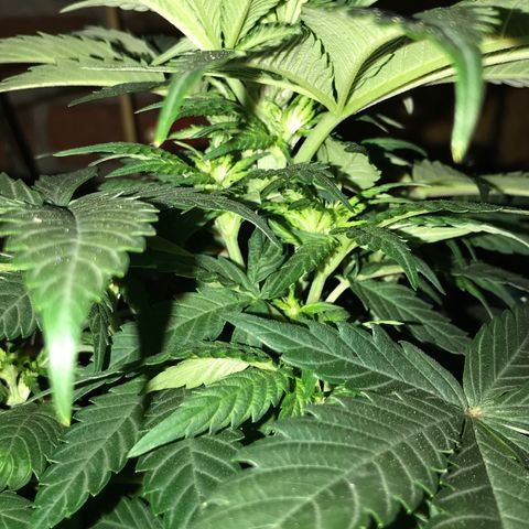 White Runtz  #4 growlog timeline photo