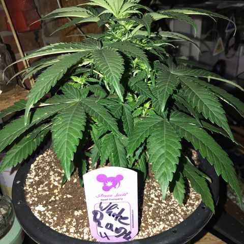 White Runtz  #4 growlog timeline photo
