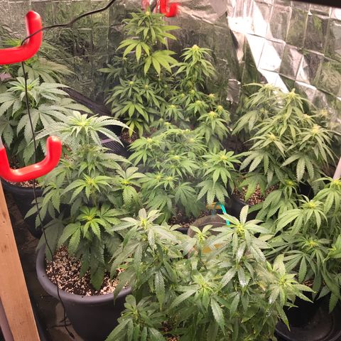 Special Queen #1 growlog timeline photo