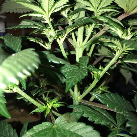 White Runtz  #1 growlog timeline photo