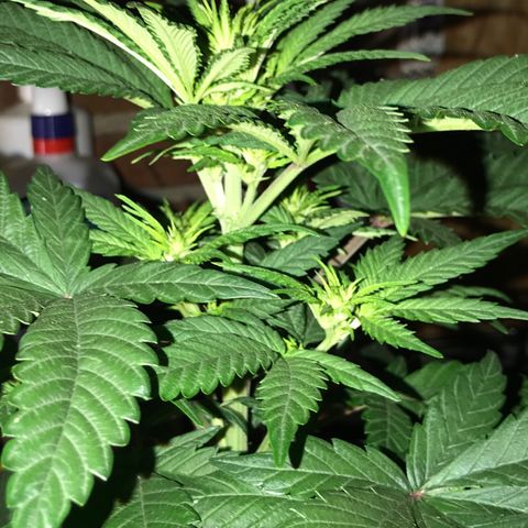 White Runtz  #1 growlog timeline photo