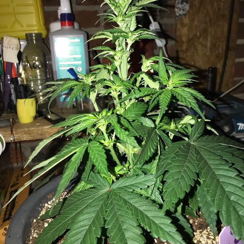 White Runtz  #3 growlog timeline photo