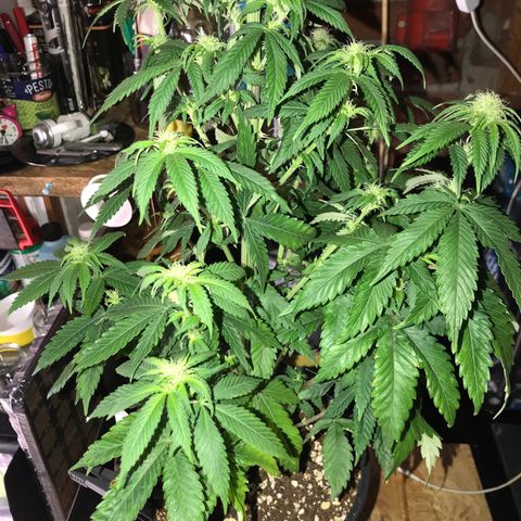 Special Queen #1 growlog timeline photo