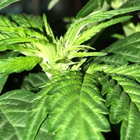 White Runtz  #3 growlog timeline photo