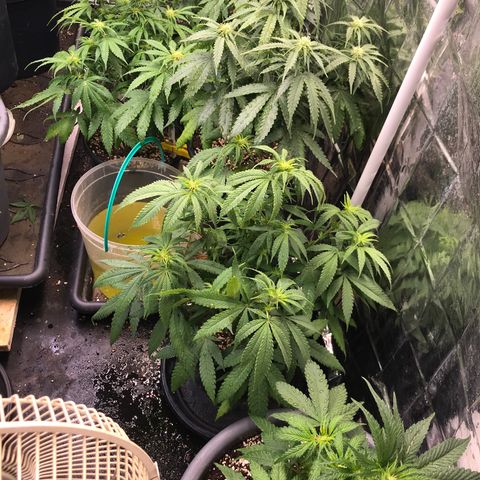 Special Queen #1 growlog timeline photo