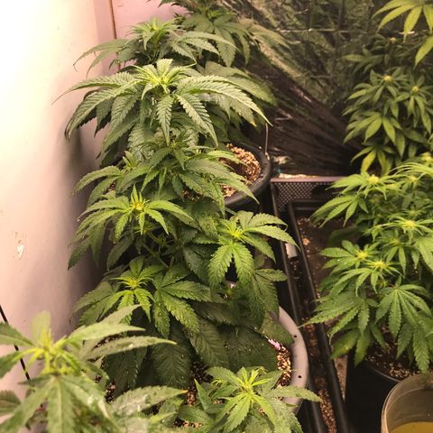 Special Queen #1 growlog timeline photo