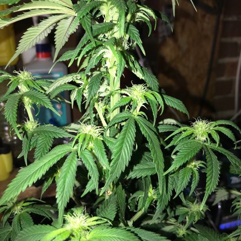 Special Queen #1 growlog timeline photo