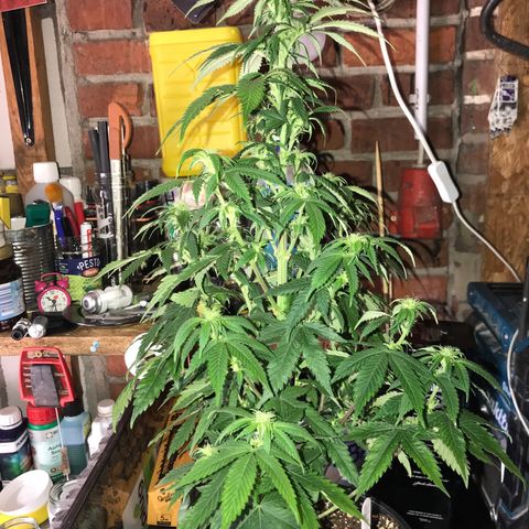Special Queen #1 growlog timeline photo