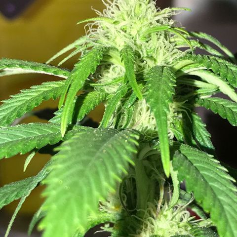 Special Queen #1 growlog timeline photo