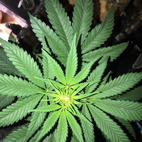 White Runtz  #1 growlog timeline photo
