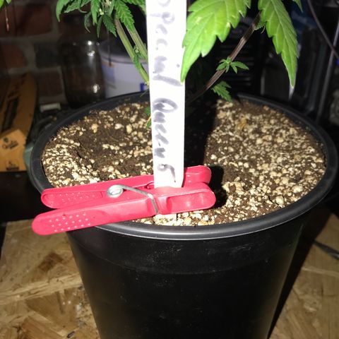 Special Queen #1 growlog timeline photo