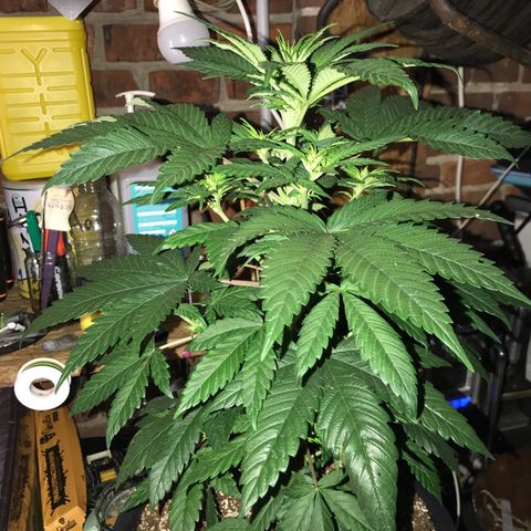 White Runtz  #1 growlog timeline photo