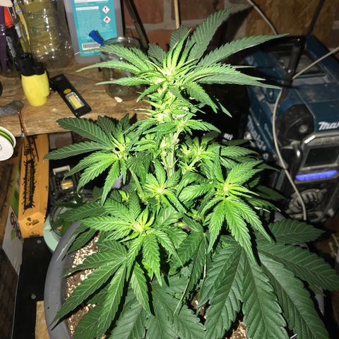White Runtz  #3 growlog timeline photo