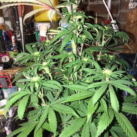 Special Queen #1 growlog timeline photo