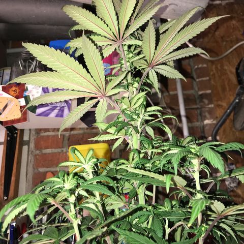 Special Queen #1 growlog timeline photo