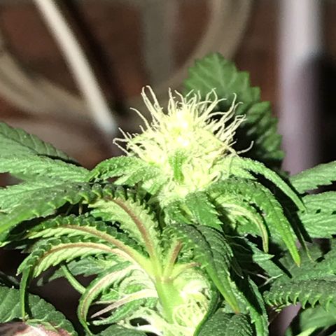 Special Queen #1 growlog timeline photo