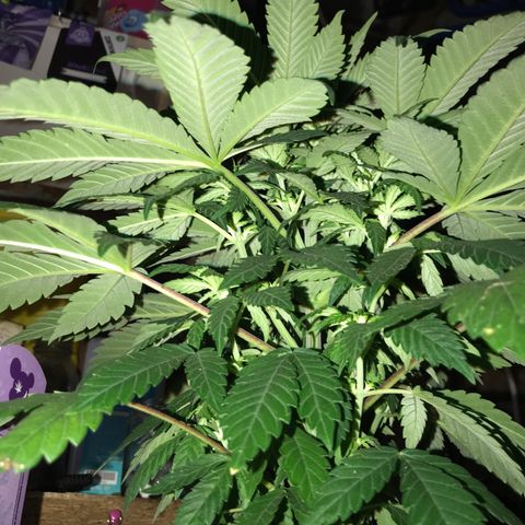 White Runtz  #4 growlog timeline photo