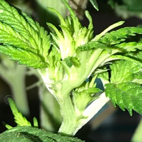 White Runtz  #1 growlog timeline photo