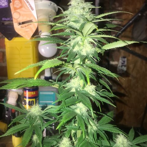 Special Queen #1 growlog timeline photo