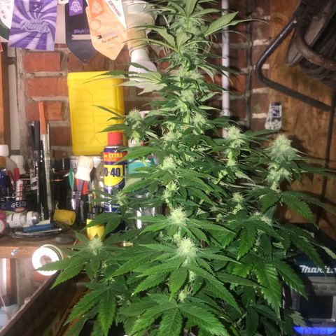Special Queen #1 growlog timeline photo