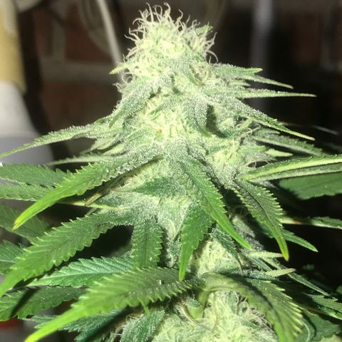 Special Queen #1 growlog timeline photo