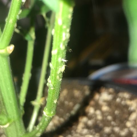 Special Queen #1 growlog timeline photo