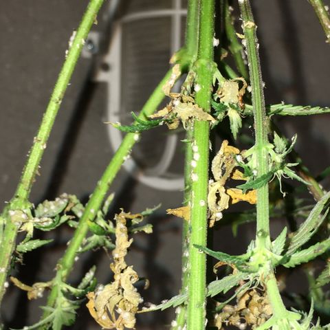Special Queen #1 growlog timeline photo
