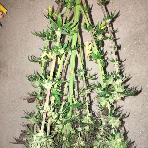 Special Queen #1 growlog timeline photo
