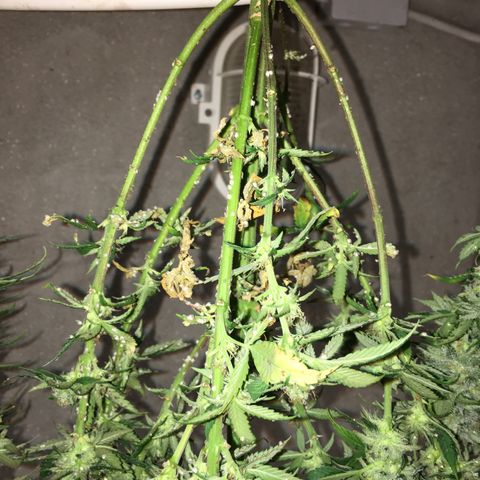 Special Queen #1 growlog timeline photo