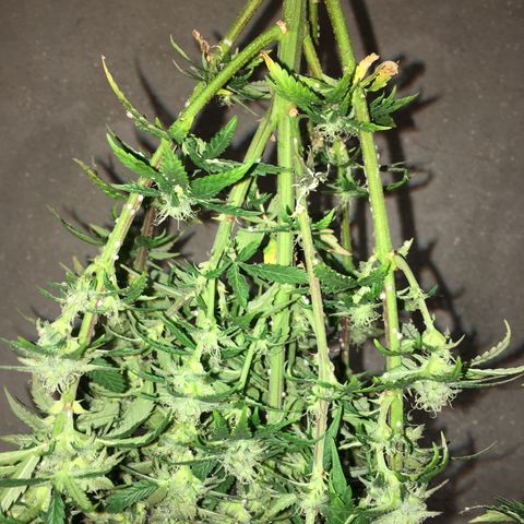 Special Queen #1 growlog timeline photo