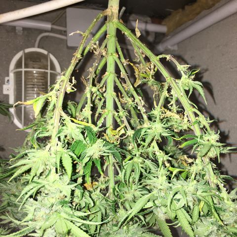 Special Queen #1 growlog timeline photo