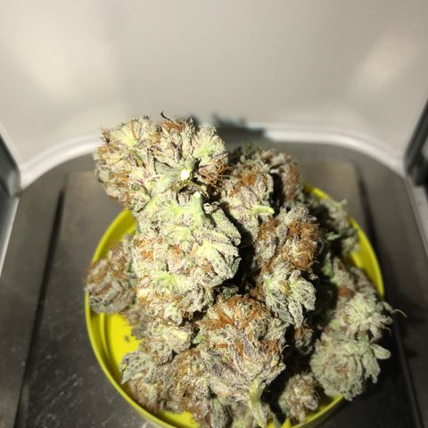 White Runtz  #3 growlog timeline photo
