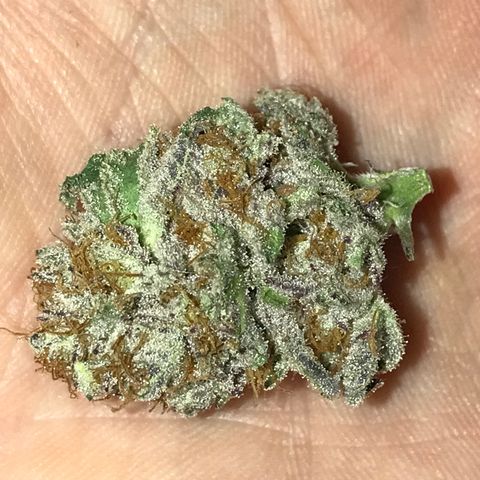 White Runtz  #3 growlog timeline photo