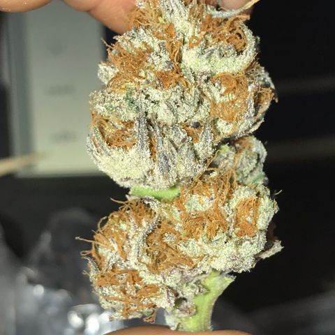 White Runtz  #3 growlog timeline photo