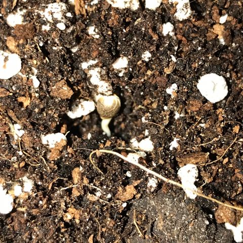 Granddaddy Black #1 growlog timeline photo