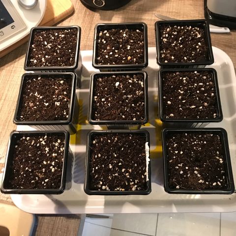 Granddaddy Black #1 growlog timeline photo