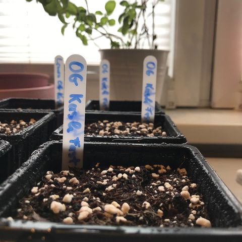 Granddaddy Black #1 growlog timeline photo