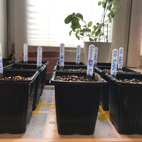Granddaddy Black #1 growlog timeline photo