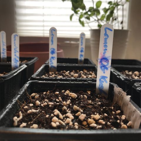 Granddaddy Black #1 growlog timeline photo